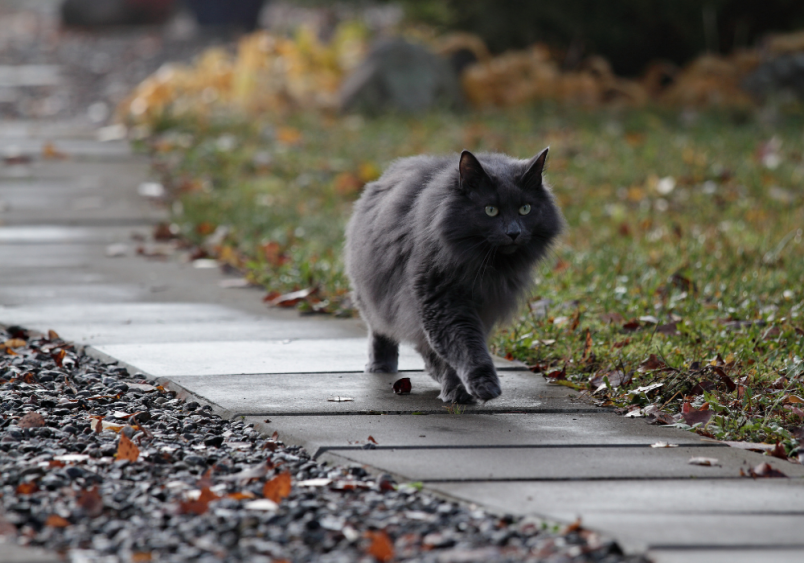 A black norwegian forest cat walking outdoors