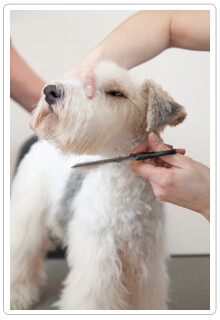 Sedation grooming for dogs best sale near me