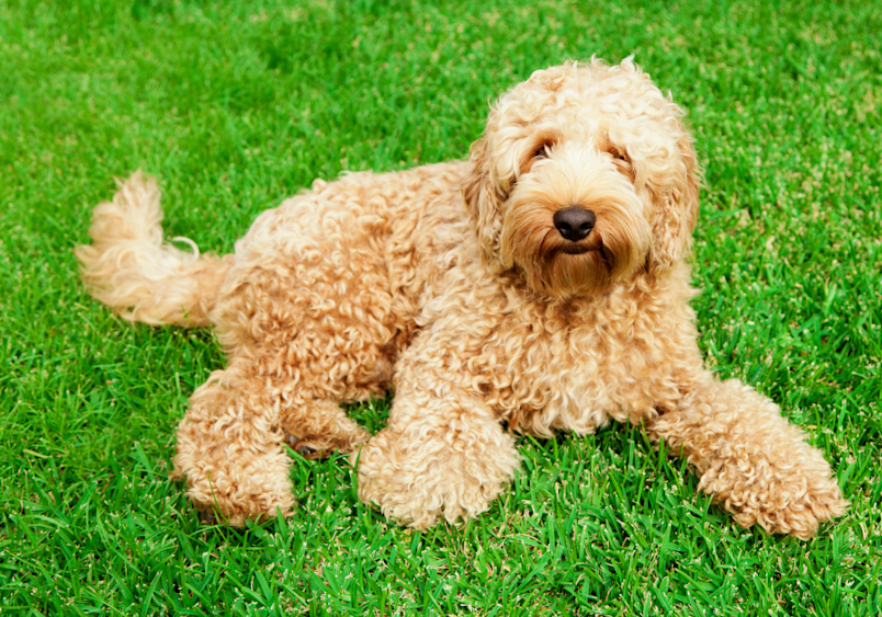 A fluffy golden mini labradoodle lounging on bright green grass, showing off its teddy bear-like appearance and relaxed demeanor - perfect for anyone curious about what full grown miniature labradoodles look like in their everyday environment.