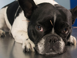 French Bulldog getting acupuncture