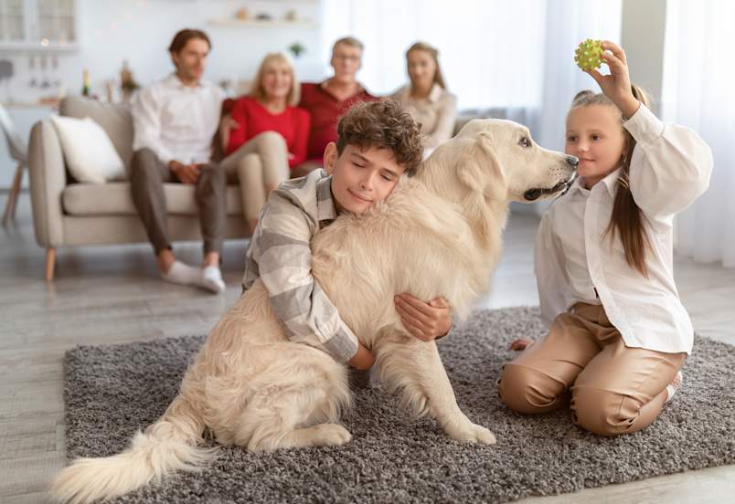 Two kids play with a gentle Golden Retriever on the living room floor while the rest of the family watches from the couch — a warm, everyday scene that shows how the best large dogs for apartments can fit right into indoor family life. Golden Retrievers are often recommended as one of the best big dogs for apartments because of their calm, adaptable temperament and eagerness to please, even in smaller living spaces. 
