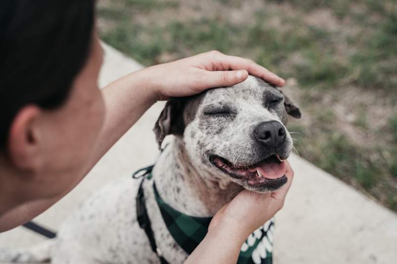 A happy senior dog with a gray-speckled face closes its eyes contentedly while being petted by its owner, wearing a green bandana. This heartwarming moment highlights why the least adopted dog breeds deserve consideration, senior dogs and pit bull mixes consistently rank among what is the least adopted dog types in shelters nationwide. 