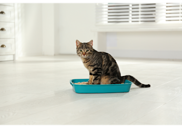 A young tabby kitten demonstrates successful litter box training by sitting in a blue litter box, showing how to train a kitten to use a litter box effectively. 
