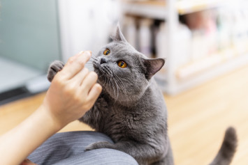 a grey cat with a high cost of ownership with his owner