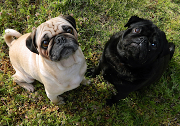 A black pug with his white pug friend sitting on a field of grass, with their eyes looking up at their human. Speaking of eyes, do pugs eyes pop out?