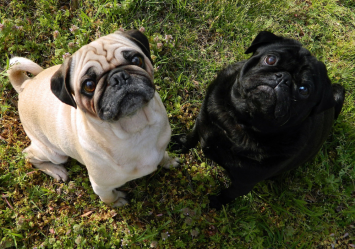 A black pug with his white pug friend sitting on a field of grass, with their eyes looking up at their human. Speaking of eyes, do pugs eyes pop out?