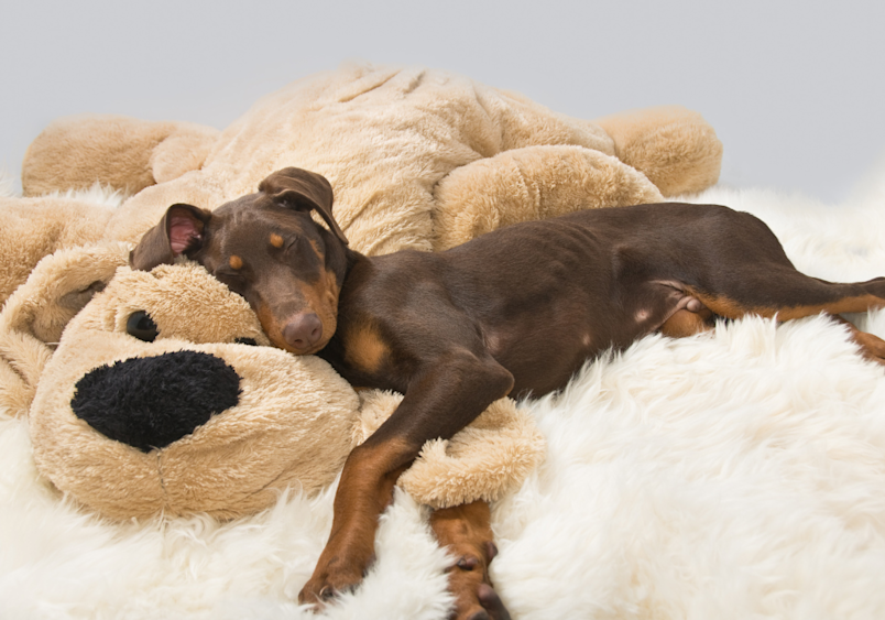 A peaceful Doberman Pinscher puppy snoozes on an oversized teddy bear, highlighting why securing pet insurance early is important. To help protect your furry friend's health and future before any pre-existing conditions develop.