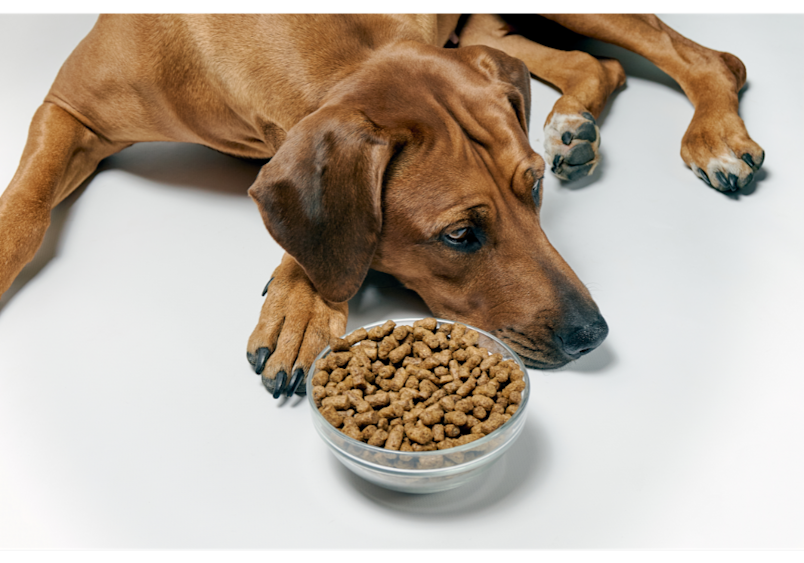 This brown dog is showing reluctance or difficulty eating due to tooth decay, hesitating near its food bowl filled with kibble. 