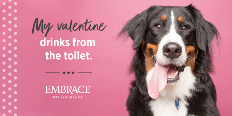 Meme that says "my valentine drinks from the toilet" and has a photo of a Bernese Mountain Dog next to the text.