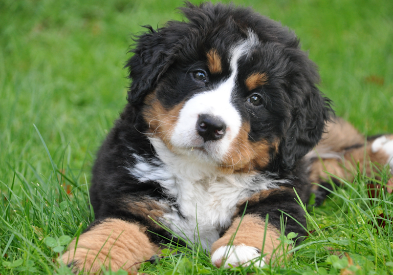 A sweet Bernese Mountain Dog puppy lies in the grass, her tricolored fur and gentle eyes making her the perfect inspiration for unique female dog names as colorful as her striking coat pattern.