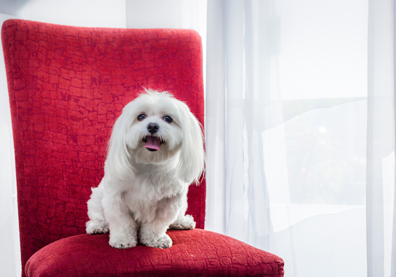 A small white Maltese dog with fluffy fur sits contentedly on a vibrant red chair near a window, showcasing the breed's characteristic friendly expression and compact size that makes Maltese puppies popular companion pets with their cheerful temperament and distinctive appearance.