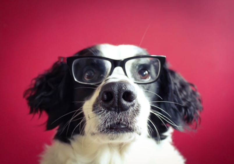 A black and white dog wearing reading glasses against a bright red background, demonstrating the contrast between human and canine color vision, as dogs would see the red background as a darker gray shade.