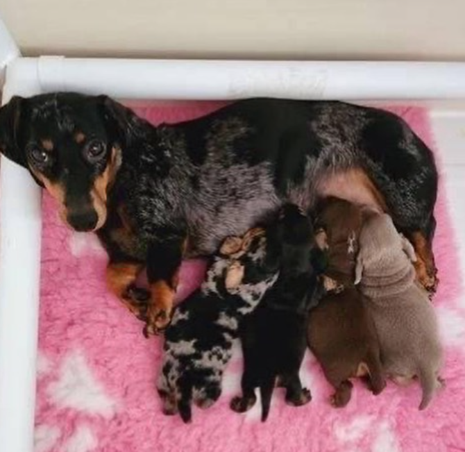 a mom feeding puppies who are on a puppy feeding schedule
