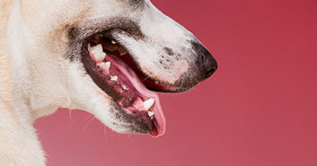 dog smiling mouth