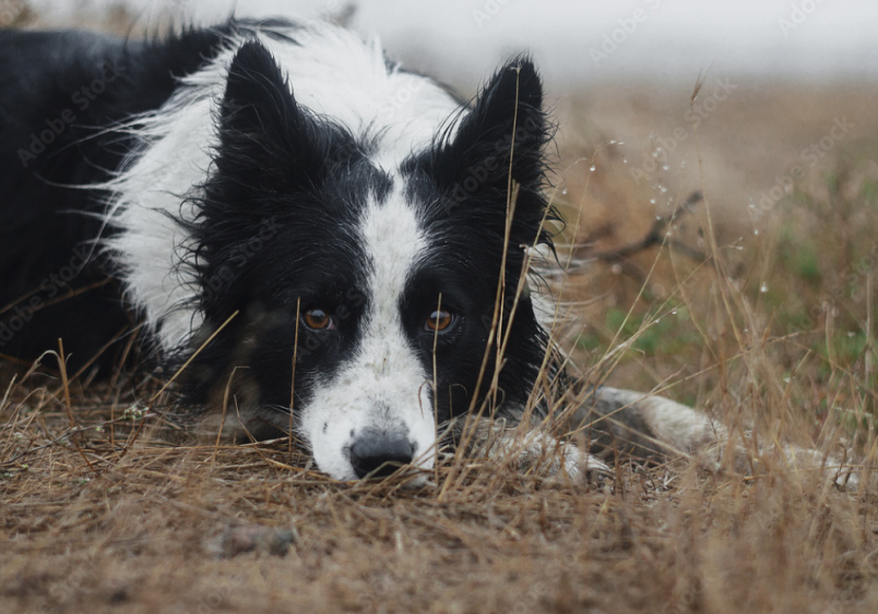 A dog lying down on dry grass, looking tired and unwell. This image highlights a potential sign of worms in dogs, such as lethargy, which can accompany other symptoms like worms in dog poop.