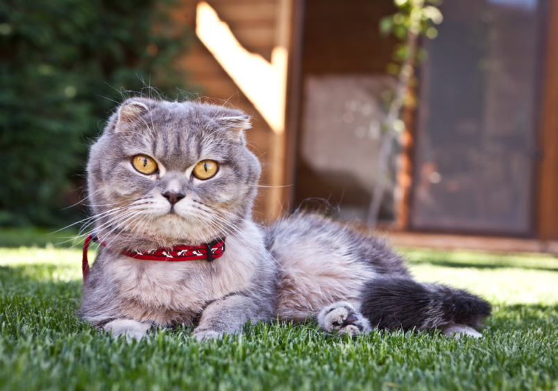 This adorable gray tabby cat, named Cinnabun for its chubby cheeks resembling a bun, strikes a pose in a grassy backyard. A clever and fitting name for a cat with such a cute, rounded face