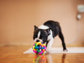 pug playing with toy ball