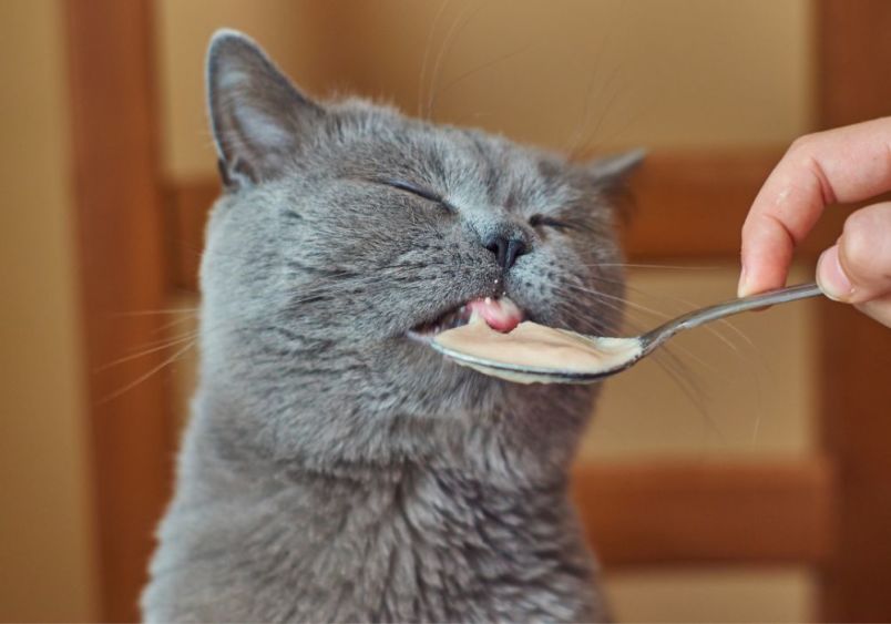 A gray cat is delightfully licking a spoon, enjoying a serving of wet food, with its eyes half-closed in contentment. Illustrating the  importance of portion control and feeding routines.