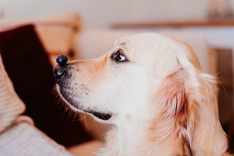 A golden retriever holds perfectly still with a single blueberry balanced on its nose, eyes fixed ahead in patient concentration.