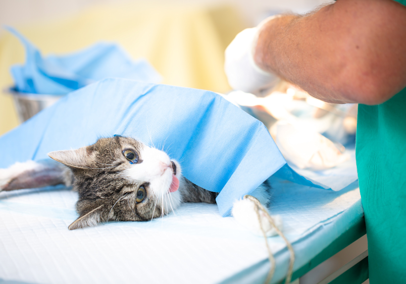 This image shows a cat on a veterinary surgery table, partially covered with a blue drape, during a neutering procedure.