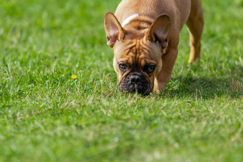 Dog Eating Poop in Grass