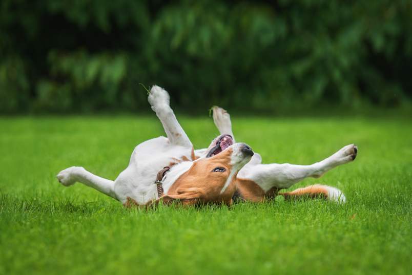  A happy dog rolls on its back in lush, thick green grass — the ultimate reward for pet owners who've mastered how to grow grass with dogs. Scenes like this are every dog owner's goal, but achieving a lawn this healthy takes a thoughtful pet friendly lawn care strategy. 
