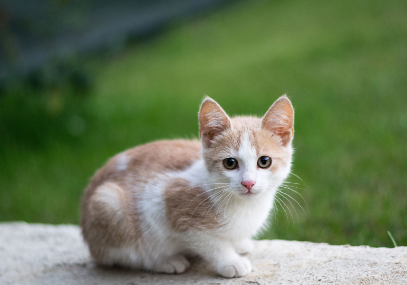 This cat in the image looks like a disney cat, it fits boy cat names for its handsome look.