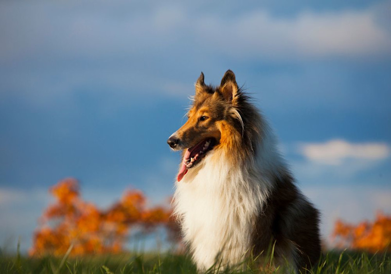 A majestic rough collie dog standing on a grassy hill at sunset, with its long fur glowing under the golden light, embodying the classic image of the Lassie dog.