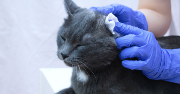 grey cat getting ears cleaned