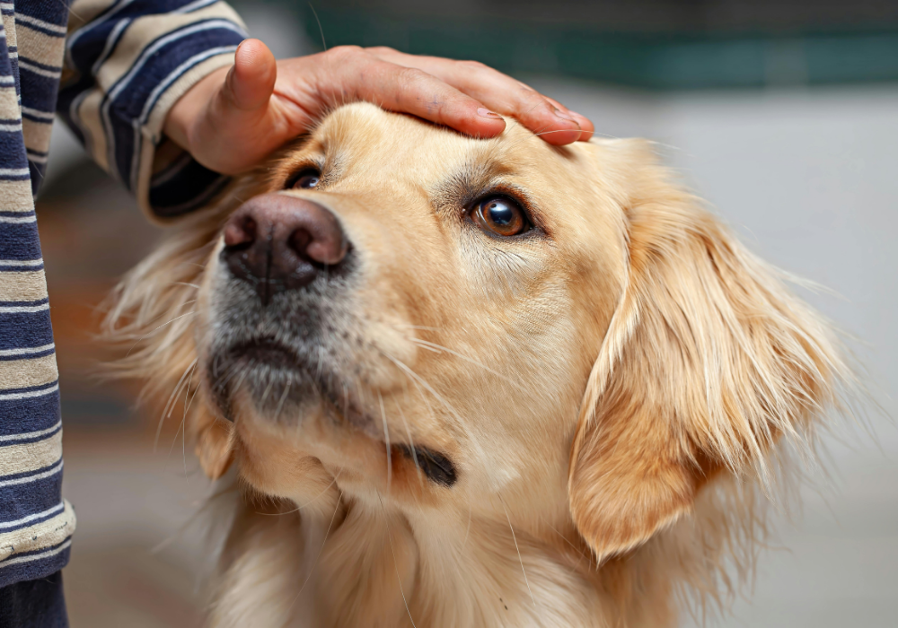 A gentle hand rests on a golden retriever's head as the dog gazes up with trusting brown eyes—a reminder of the bond between pets and their owners. In an emergency where your dog swallows something harmful, knowing how to make a dog throw up safely can make all the difference. 