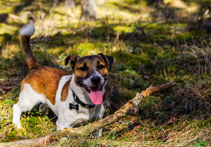 A cheerful Jack Russell Terrier with brown, white and black markings lies in a patch of sunlit grass with a stick, their bright eyes and playful expression prompting the common question of how a one-year-old pup's age translates to human years.