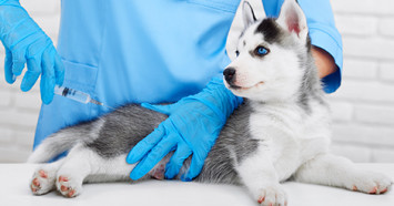 Husky puppy getting a shot