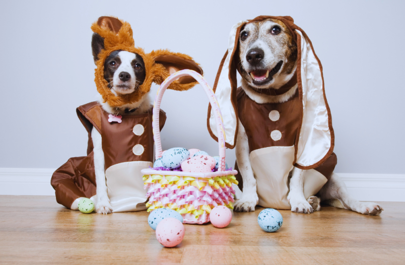 Two cute-looking dogs adorned in costumes for its photoshoot while preparing to go on its fun-filled dog easter egg hunt.