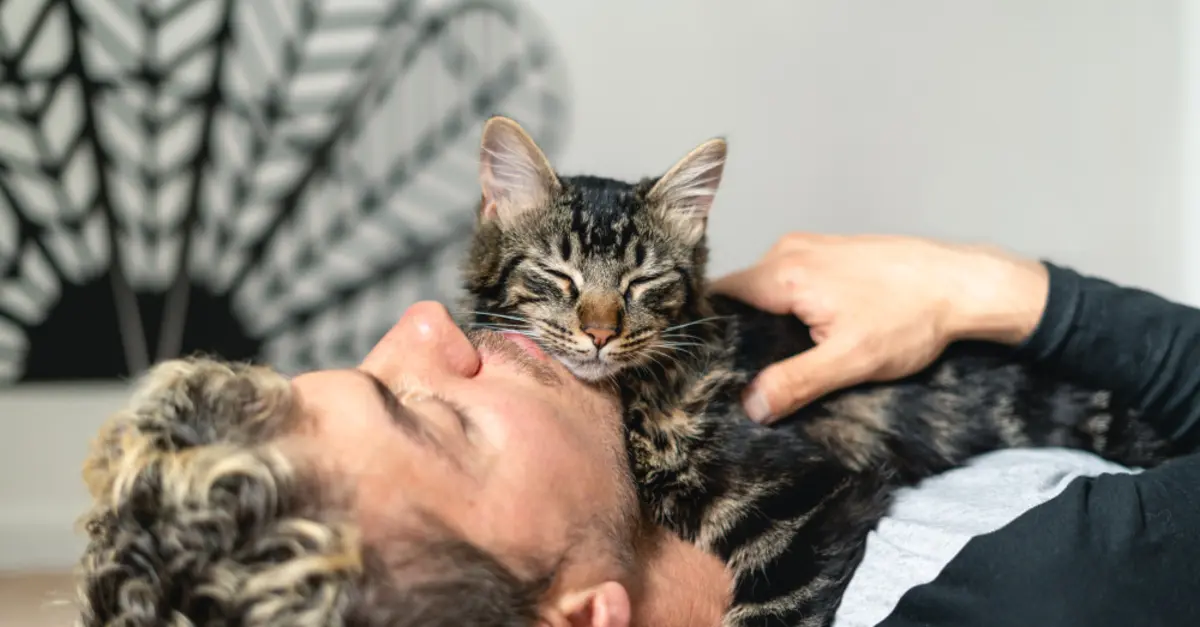 Emotional 2024 support cat