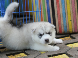 husky puppy stretching by crate