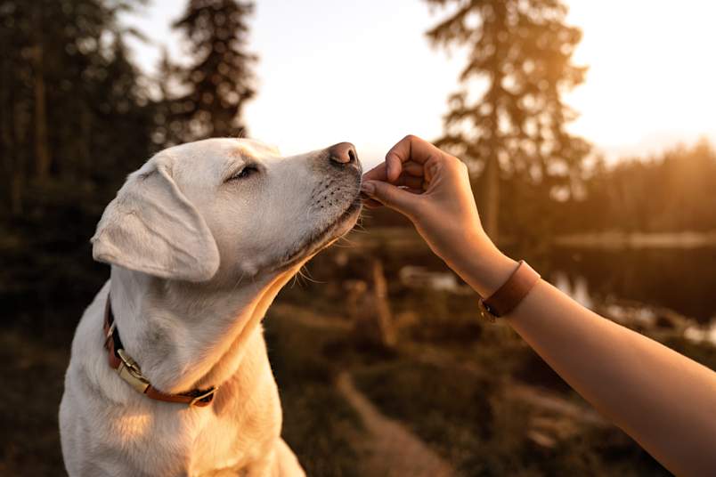 A white Labrador lifts its nose to gently take a small treat from an outstretched hand, warm sunset light spilling through the trees behind them. 