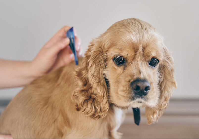 The dog in the image is being treated with medication to find relief from itching caused by skin irritation.