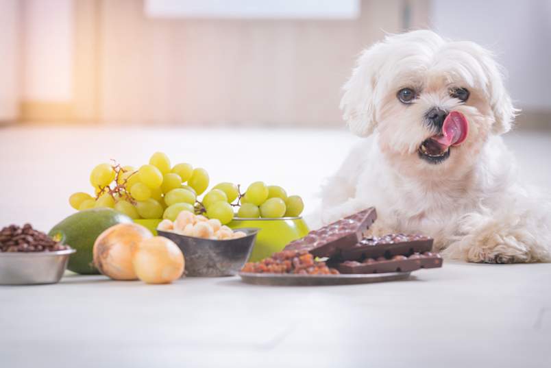 A fluffy white Maltese licks its lips next to a spread of common toxic foods, grapes, chocolate, onions, avocado, raisins, and macadamia nuts, the everyday kitchen items that send owners reaching for Pet Poison Control.