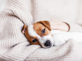 A puppy who has recently been throwing up resting in his parent's arms.