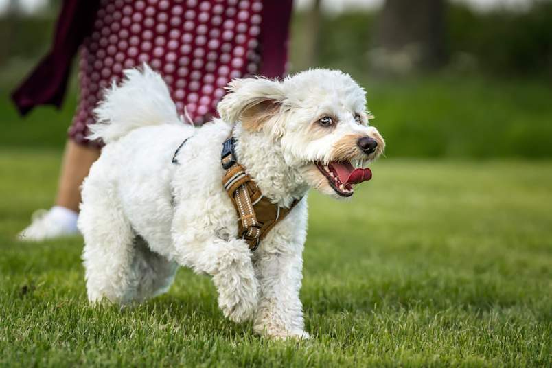 Bichpoo Running Outside