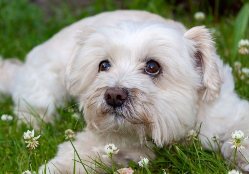 A fluffy, full-grown Cavachon dog, with cream-colored fur and expressive dark eyes, lies on a patch of grass surrounded by small white flowers. A hybrid between a Cavalier King Charles Spaniel and a Bichon Frise.