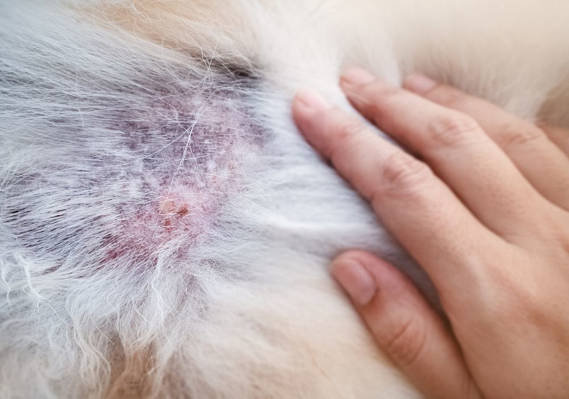 A detailed close-up photograph shows reddened, irritated skin with signs of yeast dermatitis (Malassezia) visible through white fur of a dog, with a person's hand gently examining the affected area, revealing the characteristic pink, inflamed appearance of fungal skin infection typical in canine dermatitis.