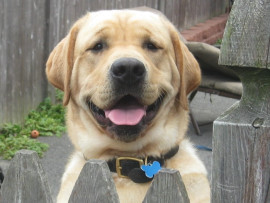 Maji a 1yr old happy yellow labrador retriever