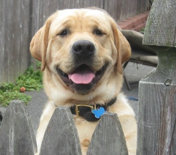 Maji a 1yr old happy yellow labrador retriever