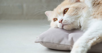 Eleven Things To Know About Cats With Kidney Failure