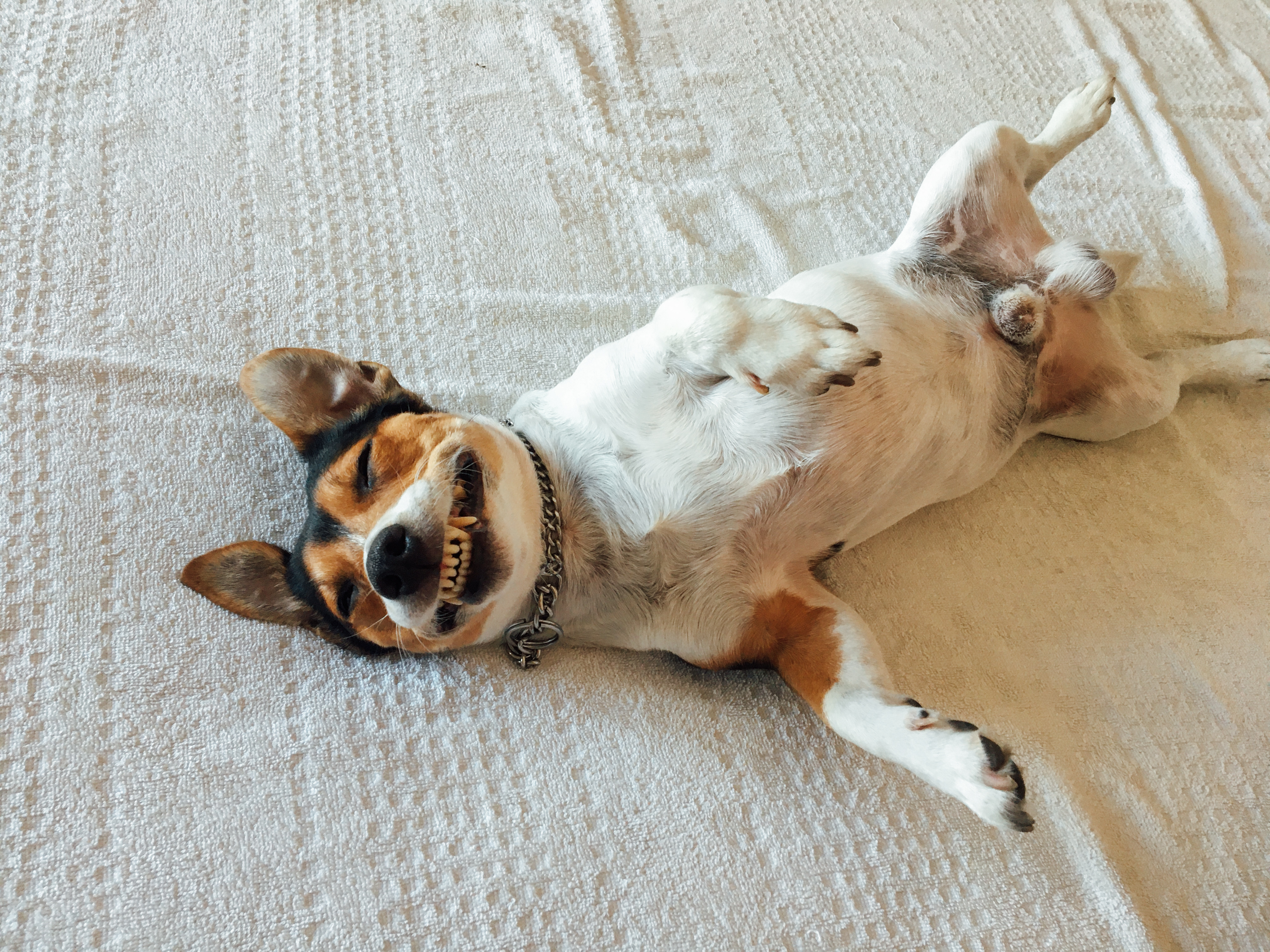 A relaxed beagle mix dog lying upside down on a soft bed with its mouth open and teeth fully visible, offering a clear view of its gums and dental structure. While this pup looks happy and carefree, this playful pose perfectly highlights why dental health matters and why periodontal disease in dogs is one of the most common health issues pet parents face. This image supports educational content covering dental disease in dogs, gingivitis in dogs, dog gingivitis, gum disease in dogs, and the progression of dog periodontal disease stages, from early plaque buildup to advanced gum infection.