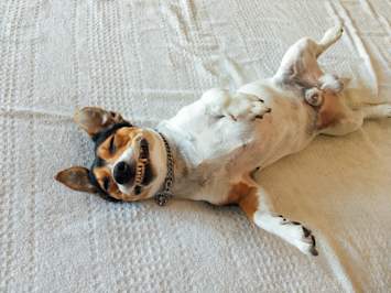 A relaxed beagle mix dog lying upside down on a soft bed with its mouth open and teeth fully visible, offering a clear view of its gums and dental structure. While this pup looks happy and carefree, this playful pose perfectly highlights why dental health matters and why periodontal disease in dogs is one of the most common health issues pet parents face. This image supports educational content covering dental disease in dogs, gingivitis in dogs, dog gingivitis, gum disease in dogs, and the progression of dog periodontal disease stages, from early plaque buildup to advanced gum infection.