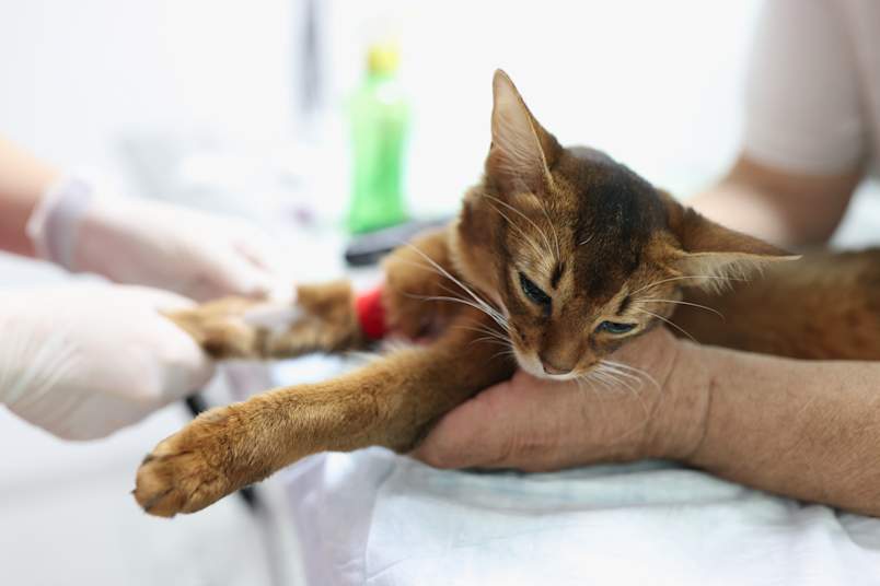 A red-brown Abyssinian cat lying calmly on a veterinary exam table while a vet wearing white gloves prepares its leg for a blood draw, with a red tourniquet visible on the cat's paw. This image captures a critical diagnostic moment that many pet parents face when investigating signs of kidney failure in cats, since blood and urine tests are essential for diagnosing feline kidney disease. 