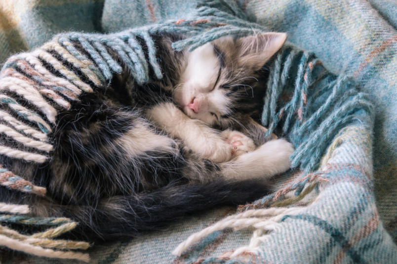 Kitten sleeping