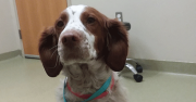 Brittany Spaniel suffered a heart abscess caused by a foxtail